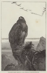 El Trono del Águila, Exposición de la Institución Británica